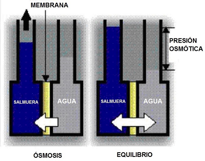 Ilustracin del proceso de smosis
