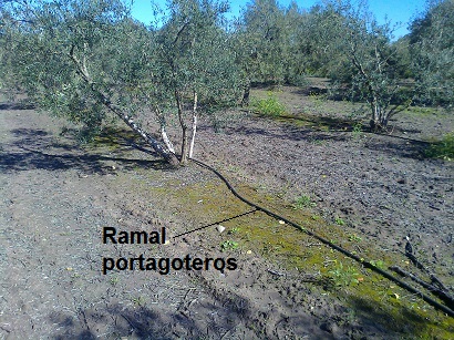 Ramal portagoteros en olivar