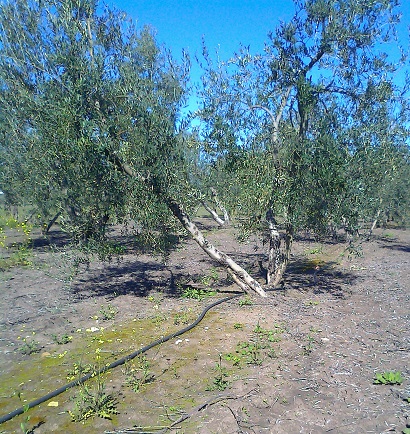 Riego por goteo en olivar